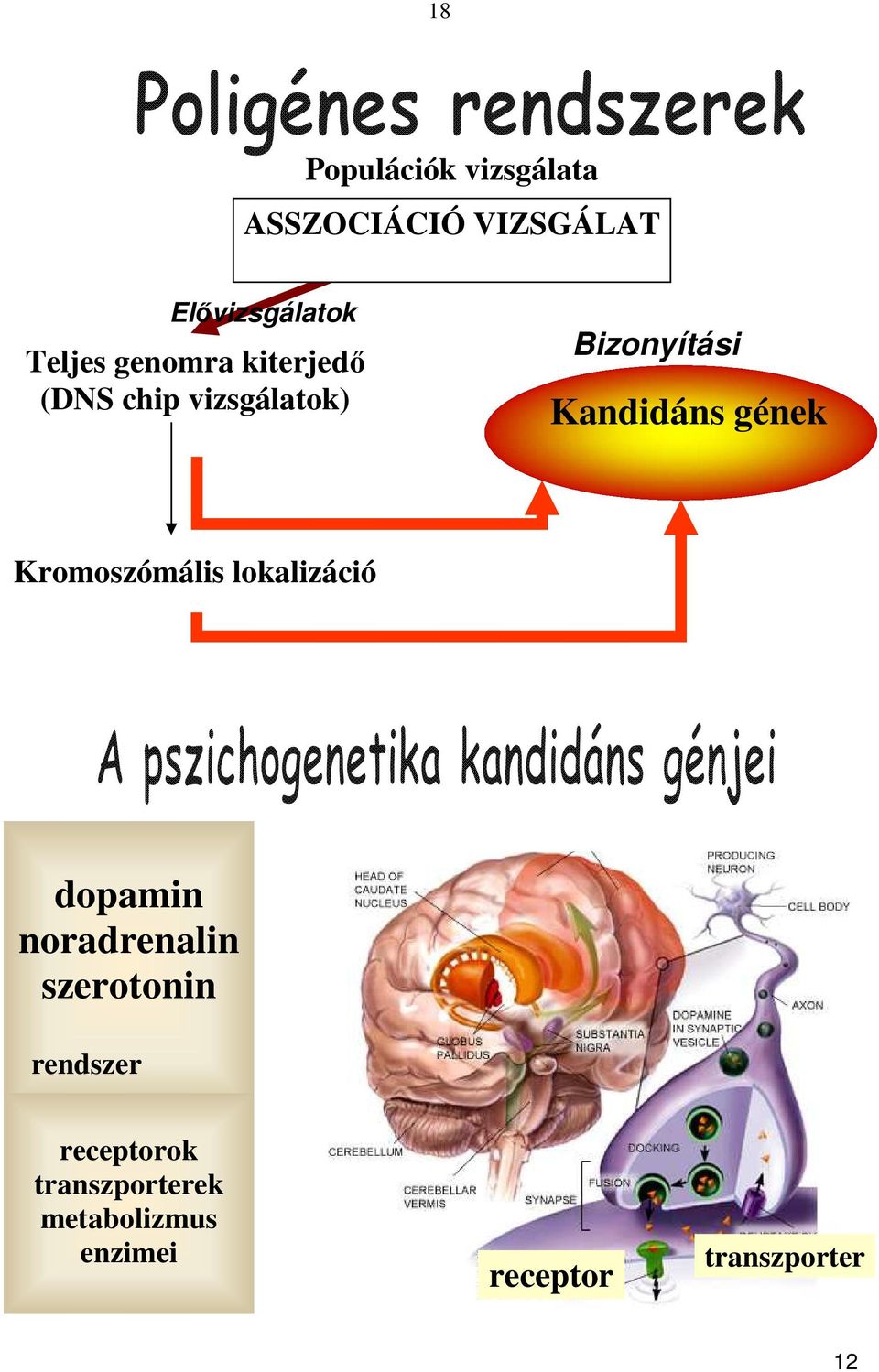 gének Kromoszómális lokalizáció dopamin noradrenalin szerotonin rendszer