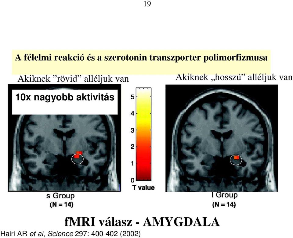 hosszú alléljuk van 10x nagyobb aktivitás fmri