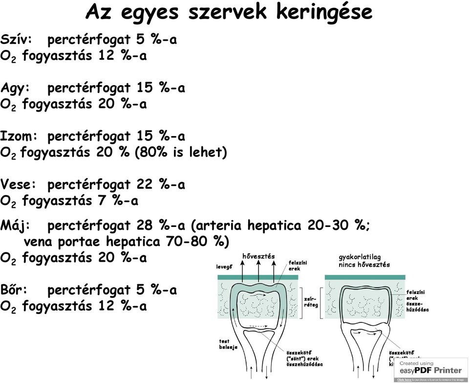 perctérfogat 22 %-a O 2 fogyasztás 7 %-a Máj: perctérfogat 28 %-a (arteria hepatica 20-30 %;
