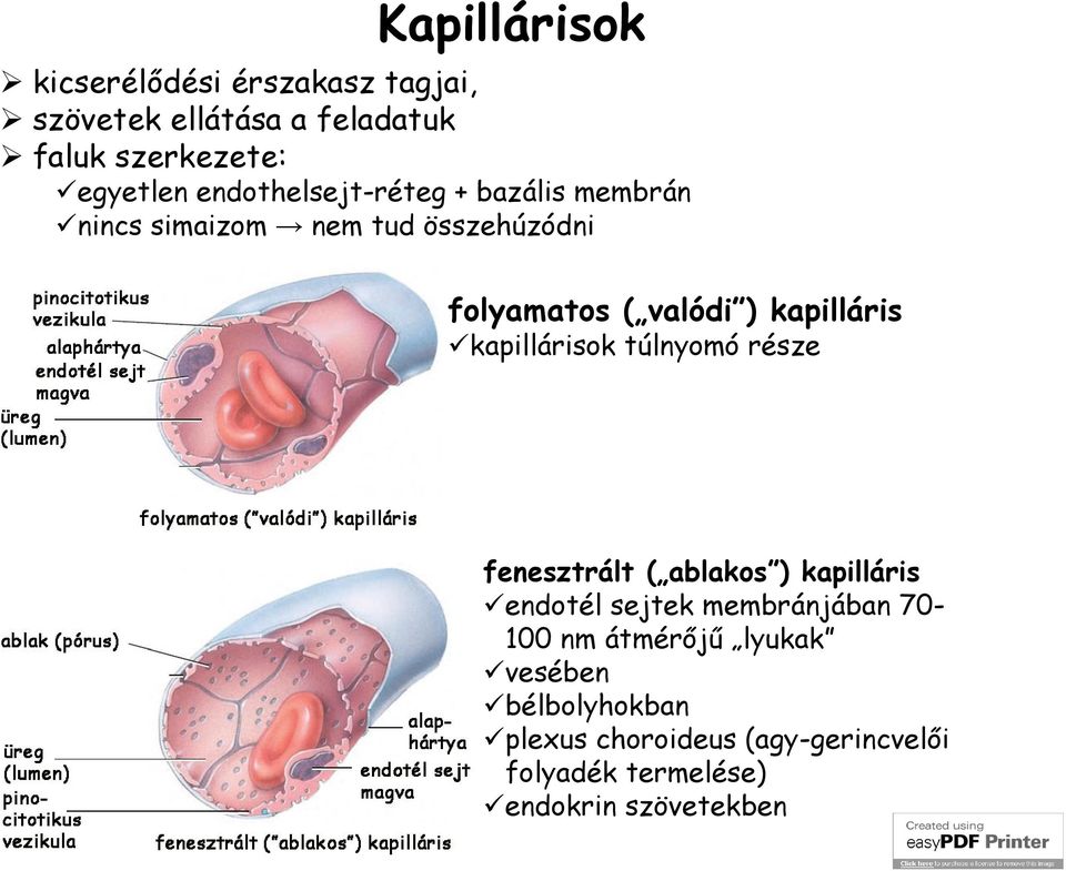 kapillárisok túlnyomó része fenesztrált ( ablakos ) kapilláris endotél sejtek membránjában 70-100 nm
