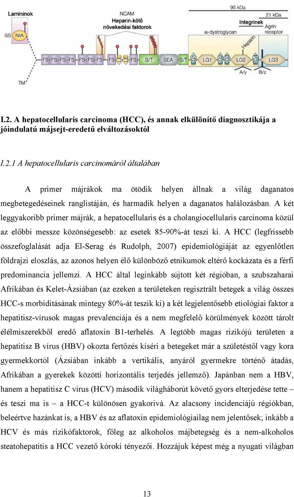 A HCC (legfrissebb összefoglalását adja El-Serag és Rudolph, 2007) epidemiológiáját az egyenlőtlen földrajzi eloszlás, az azonos helyen élő különböző etnikumok eltérő kockázata és a férfi