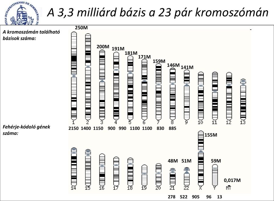 146M 141M Fehérje-kódoló gének száma: 2150 1400 1150 900