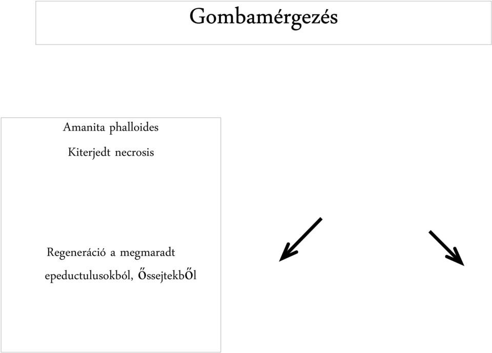 necrosis Regeneráció a