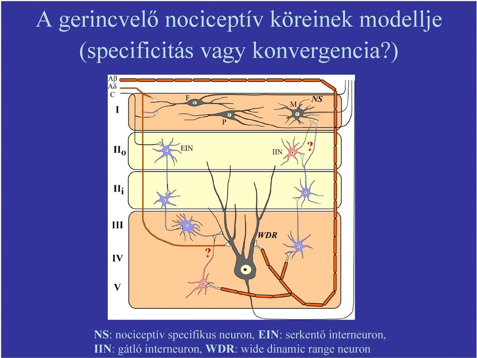 ) NS: nociceptív specifikus neuron, EIN: