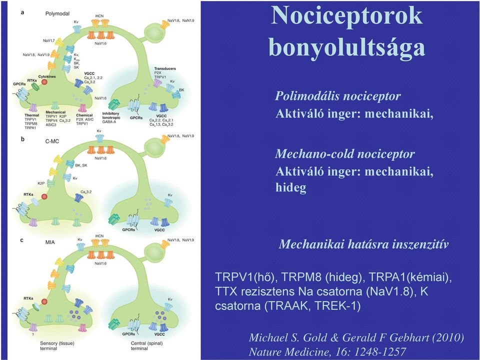 TRPV1(hő), TRPM8 (hideg), TRPA1(kémiai), TTX rezisztens Na csatorna (NaV1.