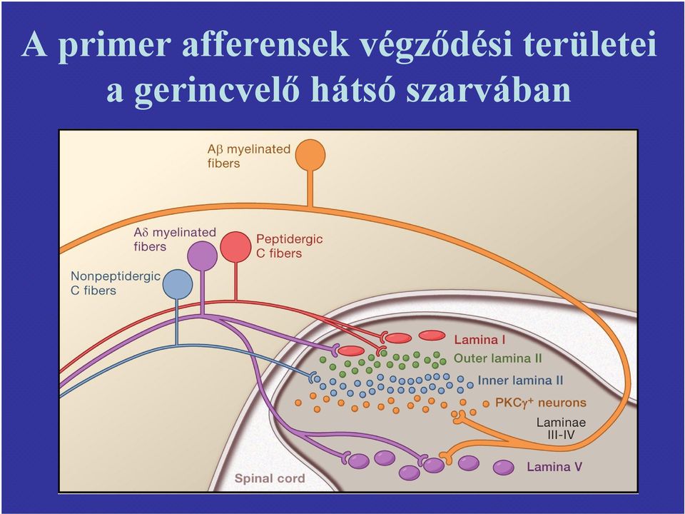 végződési