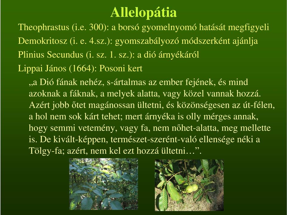 ): a dió árnyékáról Lippai János (1664): Posoni kert a Dió fának nehéz, s-ártalmas az ember fejének, és mind azoknak a fáknak, a melyek alatta, vagy közel