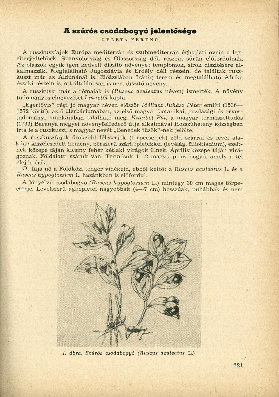 Előázsiában Iránig terem és megtalálható Afrika északi részein is, ott általánosan ismert díszítő növény. A ruszkuszt már a rómaiak is (Ruscus aculeatus néven) ismerték.