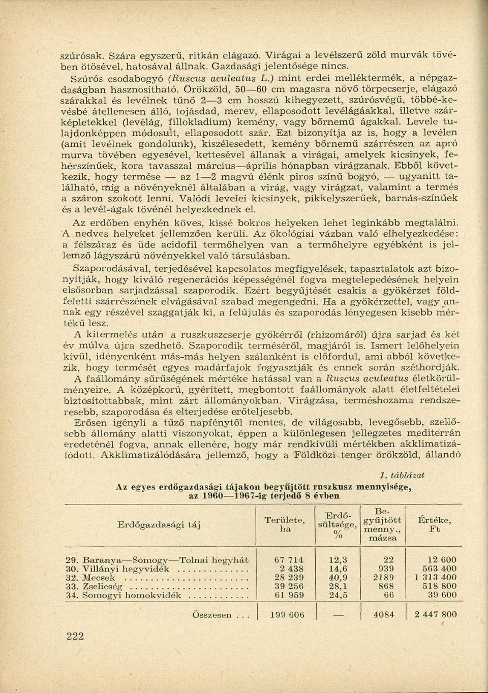 Örökzöld, 50 60 cm magasra növő törpecserje, elágazó szárakkal és levélnek tűnő 2 3 cm hosszú kihegyezett, szúrósvégű, többé-kevésbé átellenesen álló, tojásdad, merev, ellaposodott levélágáakkal,
