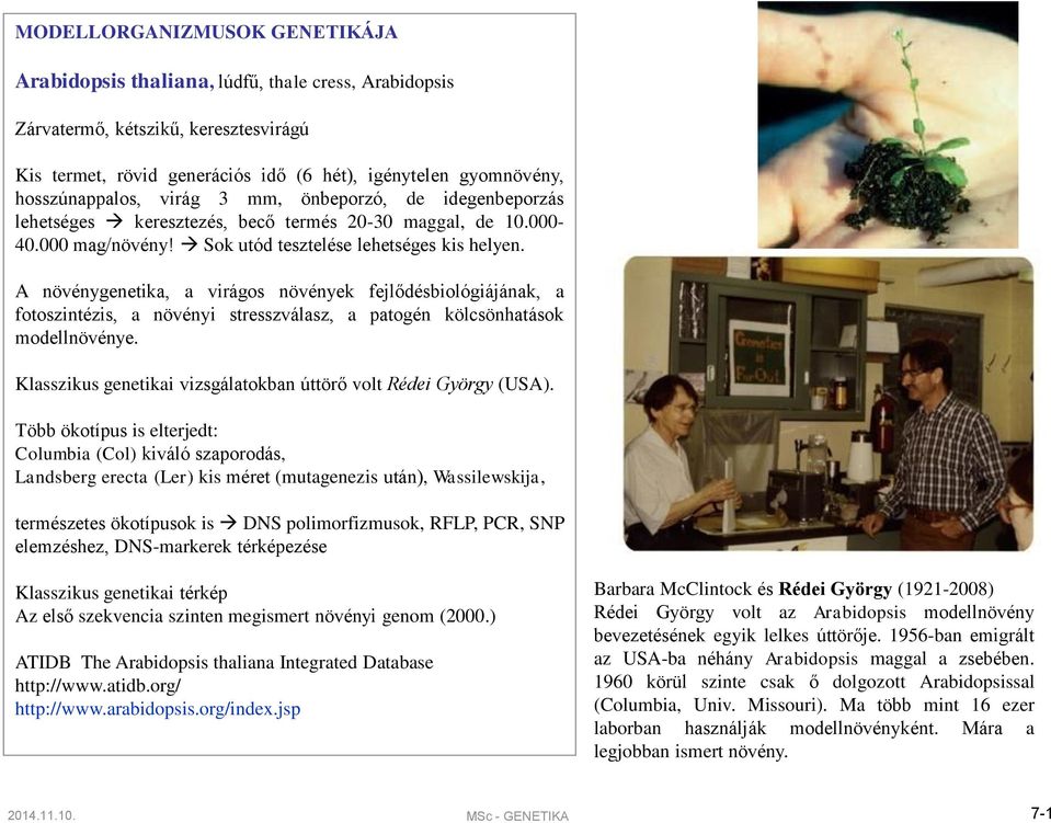 A növénygenetika, a virágos növények fejlődésbiológiájának, a fotoszintézis, a növényi stresszválasz, a patogén kölcsönhatások modellnövénye.
