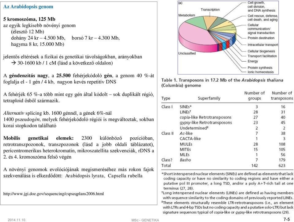 500 fehérjekódoló gén, a genom 40 %-át foglalja el - 1 gén / 4 kb, nagyon kevés repetitív DNS A fehérjék 65 %-a több mint egy gén által kódolt sok duplikált régió, tetraploid ősből származik.