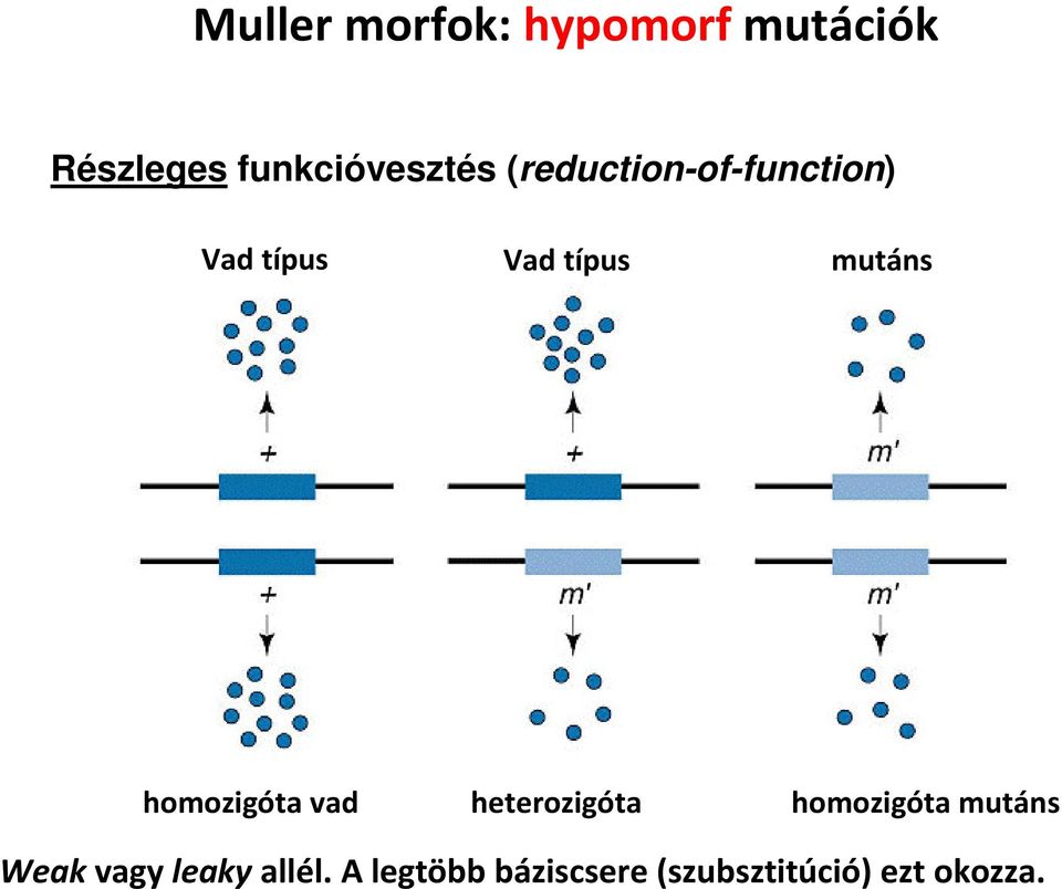 típus mutáns homozigóta vad heterozigóta homozigóta