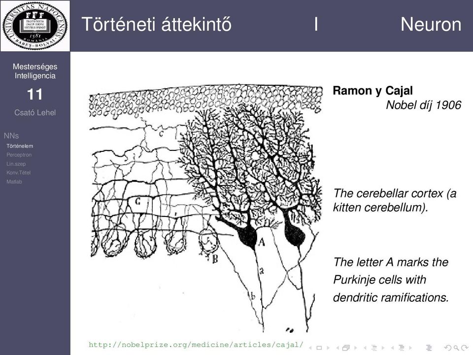 The letter A marks the Purkinje cells ith dendritic