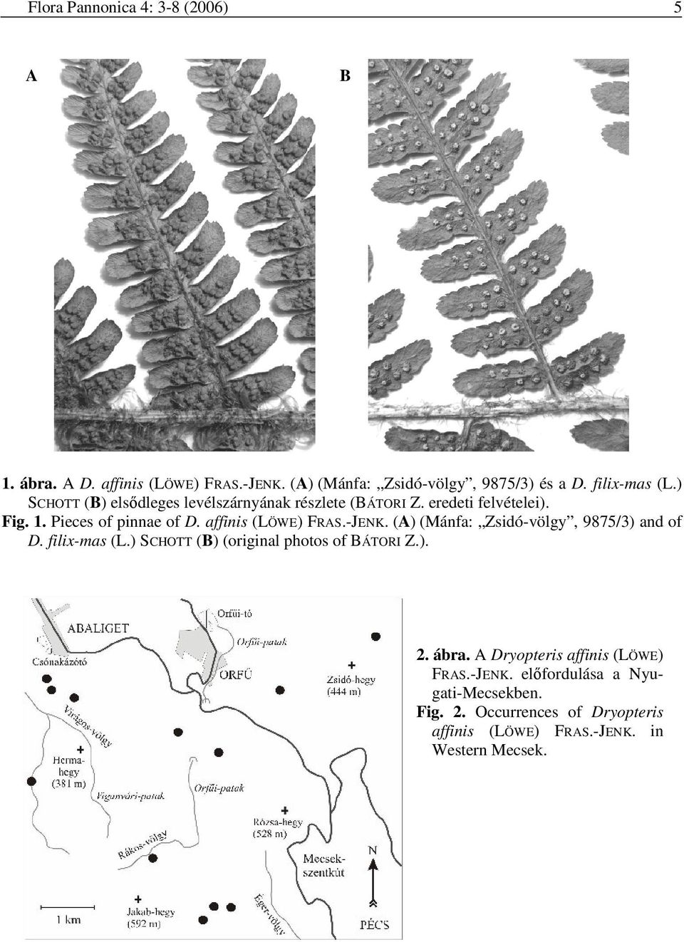 -JENK. (A) (Mánfa: Zsidó-völgy, 9875/3) and of D. filix-mas (L.) SCHOTT (B) (original photos of BÁTORI Z.). 2. ábra.