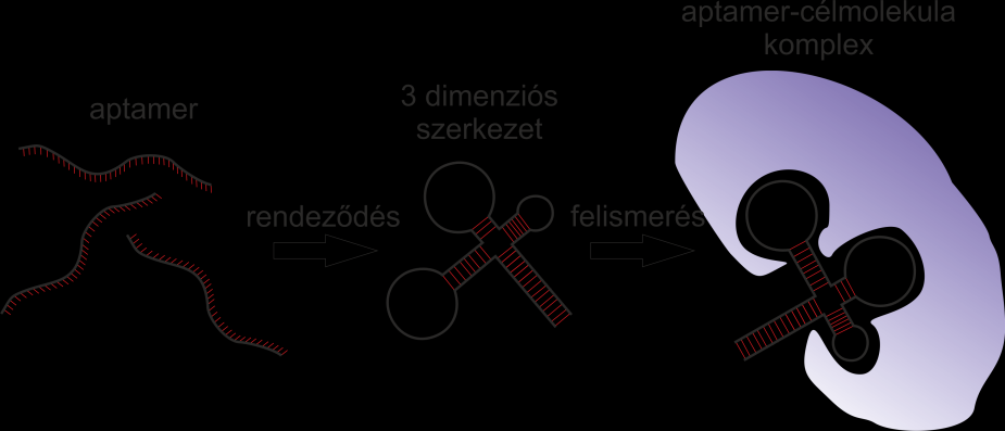 5 Irodalmi áttekintés 5.1 Aptamerek Az aptamer elnevezés a latin aptus szóból származik, ami illeszkedőt jelent.