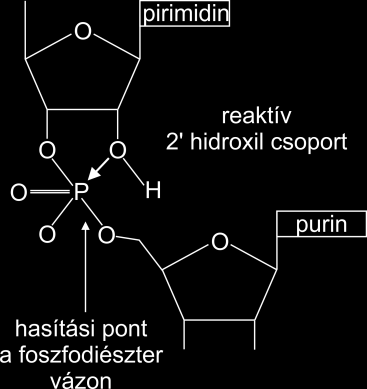 5. ábra Az RNS aptamerek hidrolízise. A 2 hidroxil csoport kicserélésével növelhető az aptamer stabilitása.