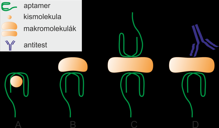 kimutatáshoz szükség van két olyan aptamerre, amely a fehérje két különböző epitópjához kötődik 79. 8. ábra Aptamer alapú assay formátumok.
