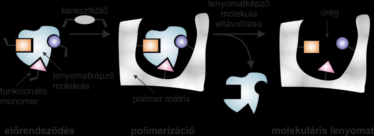 2 Felületi lenyomatú polimerek A teljesen szintetikus felismerésen alapuló molekuláris felismerés egy másik ígéretes megközelítése a molekuláris lenyomatú polimerek (Molecularly Imprinted Polymers