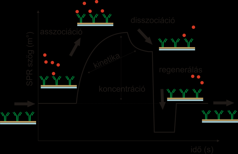 oldatban juttatják a szenzor felületére. Oligonukleotidok esetében kézenfekvő a tiol arany kölcsönhatás alkalmazása a receptor immobilizációjára.