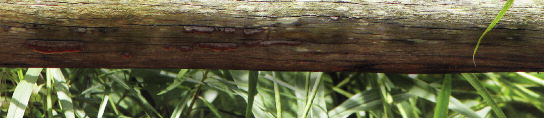 Miklosi_Ujsag_2010-08_Miklosi_Ujsag_2010-08 2010.08.18.