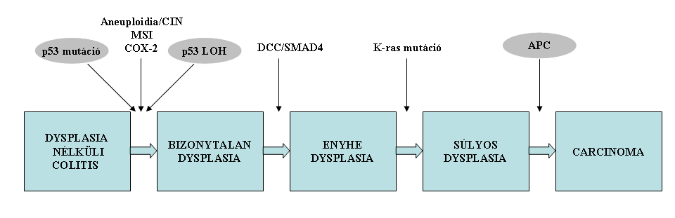 Colitis-asszociált