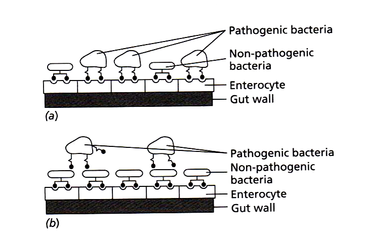 Probiotikumok Ptogén mikrobák