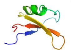 Ízlelés jelátvitel Keserű, édes és umami íz receptor: GPCR-ek G g (gusztducin) többféle szignál út (AC, PLC, PDE) Keserű receptorok: GPCR-ek T2R család (humán: ~25) egy ízlelősejt, többféle receptor