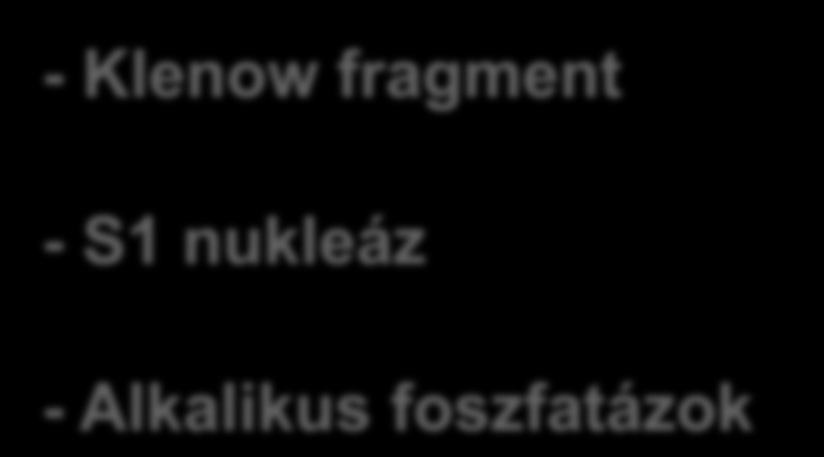 Egyéb enzimek a klónozásban 5 5 -AGTGGGAATTCAAGGC-3 3 -TCACCCTTAAGTTCCG-5 EcoRI hasítás 5 -AGTGGG-3 3 -TCACCCTTAA-5 5 -AATTCAAGGC-3 3 -GTTCCG-5 - Klenow fragment - S1 nukleáz - Alkalikus foszfatázok