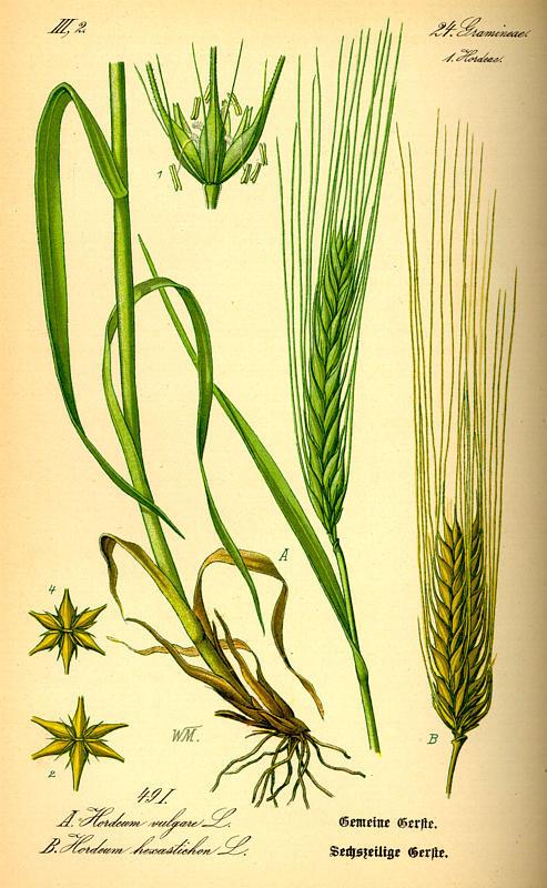 Poaceae (Gramineae) pázsitfűfélék növénymagasság nagyon