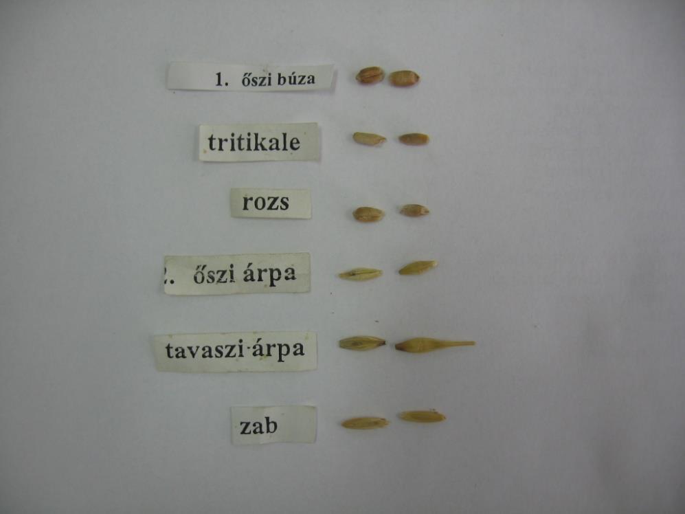 Tavaszi árpa Hordeum vulgare emt:35-42g padkánként 3 egyvirágú