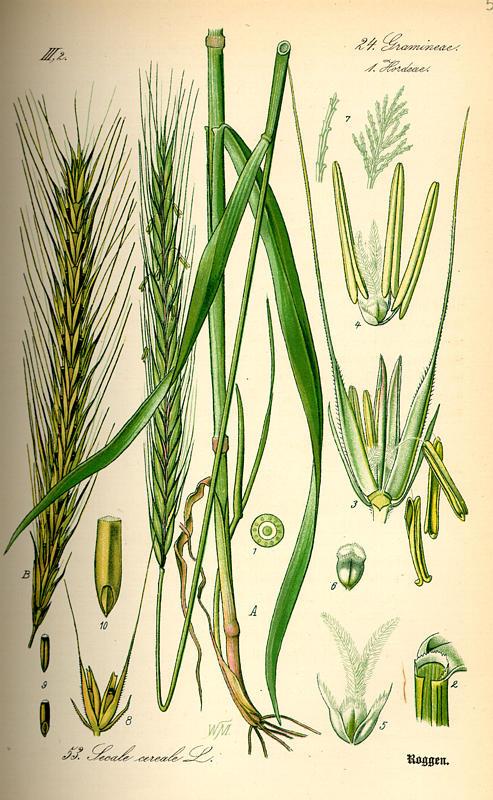 Poaceae (Gramineae) pázsitfűfélék 80-200 cm magas bojtos gyökérzet szalmaszár