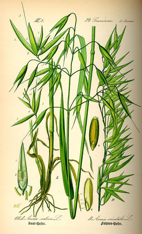 Poaceae (Gramineae) pázsitfűfélék 100-150 cm magas bugája bugás vagy zászlós