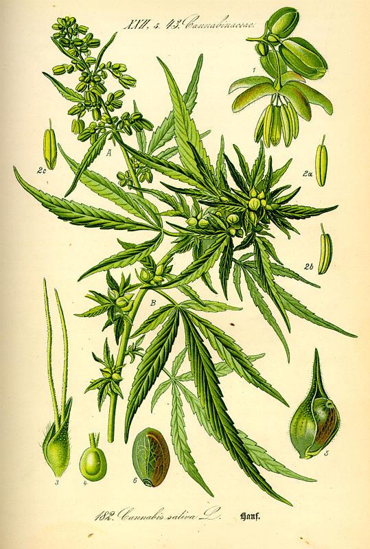Kender Cannabis sativa Cannabinaceae kenderfélék kis méretű elágazó karógyökér