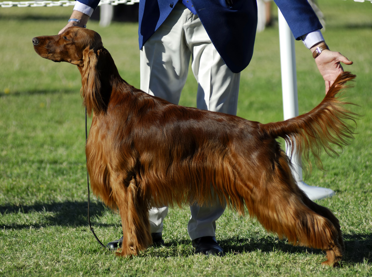 Exquisit A BREEDER line Exquisit egy könnyen emészthető, prémium minőségű eledel vadhússal felnőtt kutyák számára.