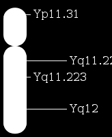 Humán Y kromoszóma 60 millió bp, 2%-a az össz férfi genomnak 86 gén (23 különböző fehérjét kódol) SRY Sex determining Region Y Herék kialakulásáért felelős Normál sperma termeléshez szükséges Nem