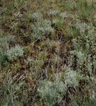 Artemisia santonicum-csoport: Artemisia santonicum Limonium gmelini Bromus mollis Achillea collina Plantago