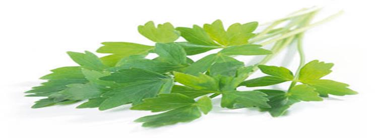 Levistici radix Lestyán gyökér Tartalmaz: illóolajat (0,5-1,8%) egész drog min 4 ml/kg, aprított drog min3 ml/kg furanokumarinokat (0,5-4%) Illóolaj fő összetevői : butil-ftalidok és hidoxi