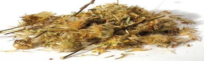 Arnicae flos, rhizoma et herba árnikavirág, gyökértörzs és árnikafű. Tartalmaz: virágzat: - illóolajat (0,2-0,3%) : pl.