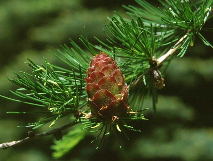 Larix decidua Mill. Vörösfenyő (Pinaceae) Te