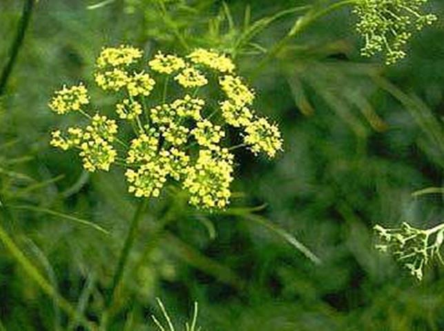 Ferula asa foetida L. F. rubricaulis Boiss.