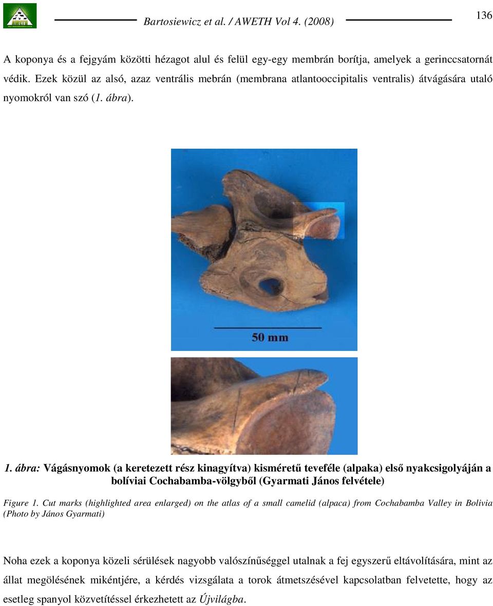 ábra: Vágásnyomok (a keretezett rész kinagyítva) kismérető teveféle (alpaka) elsı nyakcsigolyáján a bolíviai Cochabamba-völgybıl (Gyarmati János felvétele) Figure 1.