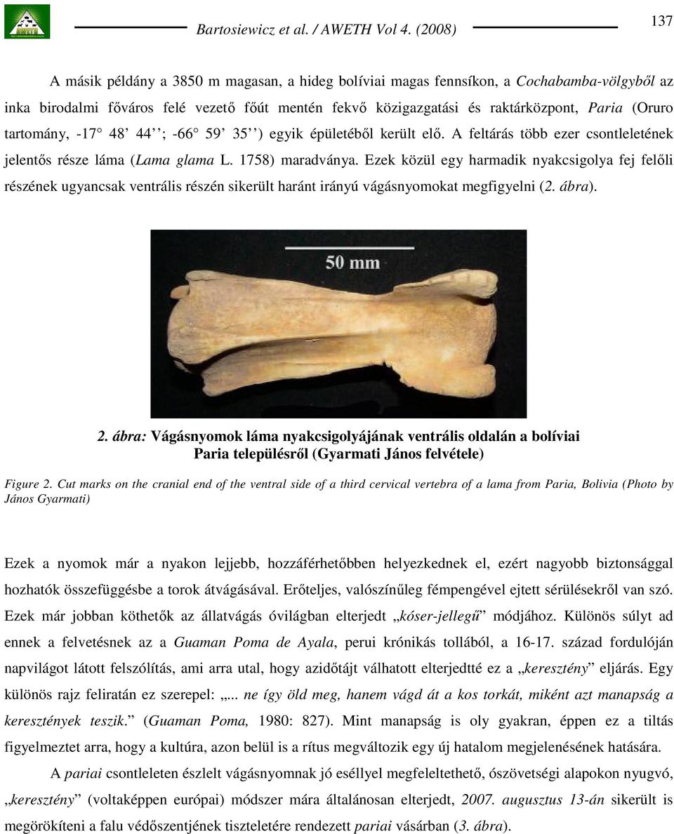 Ezek közül egy harmadik nyakcsigolya fej felıli részének ugyancsak ventrális részén sikerült haránt irányú vágásnyomokat megfigyelni (2. ábra). 2.