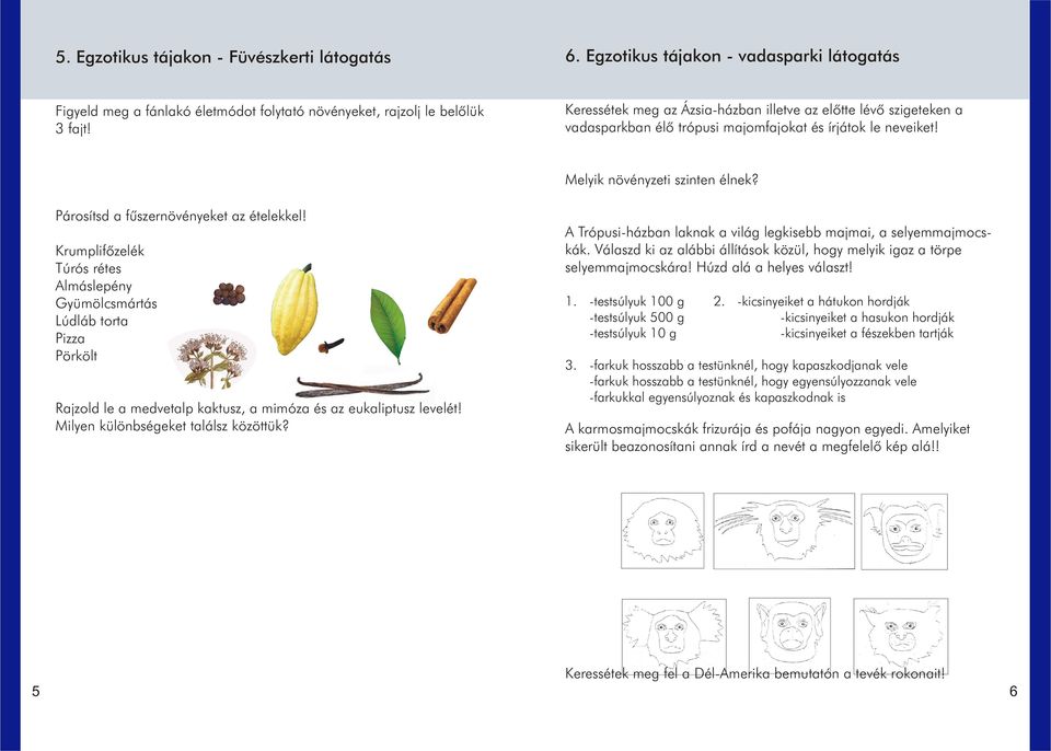 Párosítsd a fûszernövényeket az ételekkel! Krumplifõzelék Túrós rétes Almáslepény Gyümölcsmártás Lúdláb torta Pizza Pörkölt Rajzold le a medvetalp kaktusz, a mimóza és az eukaliptusz levelét!