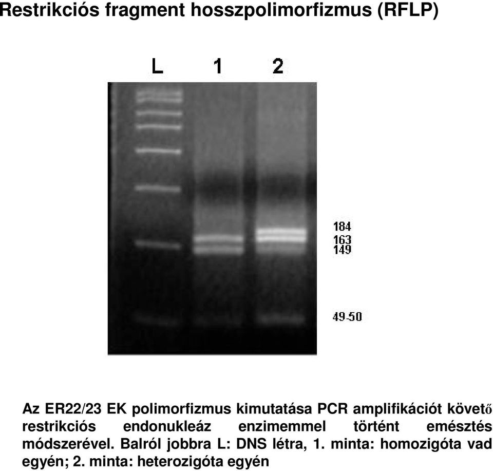 endonukleáz enzimemmel történt emésztés módszerével.