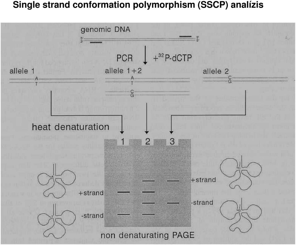 polymorphism