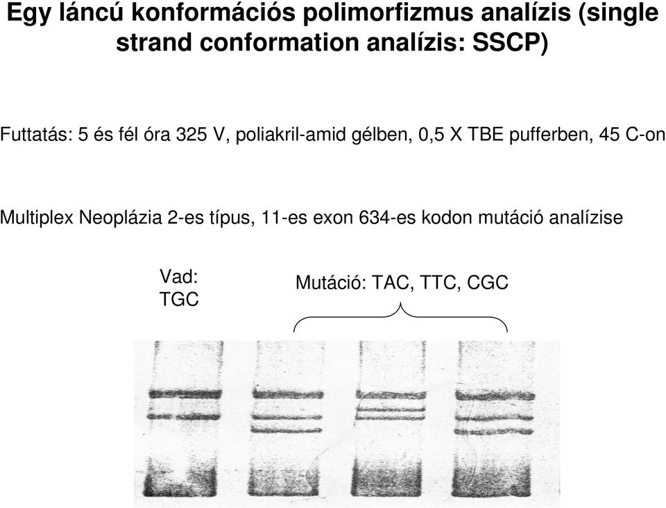 poliakril-amid gélben, 0,5 X TBE pufferben, 45 C-on Multiplex