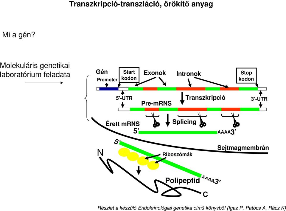 Stop kodon 5 -UTR Pre-mRNS Transzkripció 3 -UTR N Érett mrns 5 Splicing 5 AAAA3