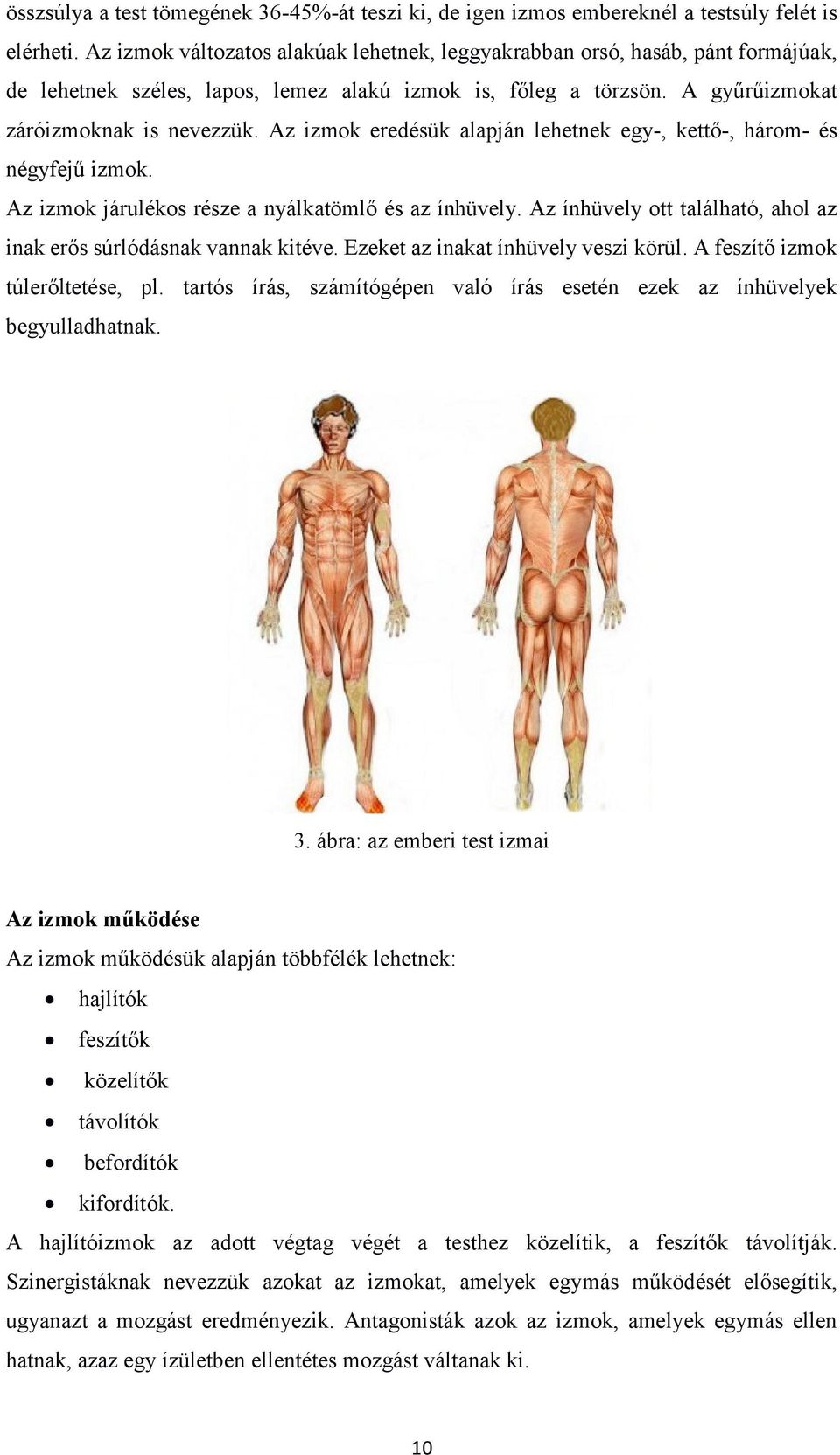 Az izmok eredésük alapján lehetnek egy-, kettő-, három- és négyfejű izmok. Az izmok járulékos része a nyálkatömlő és az ínhüvely.