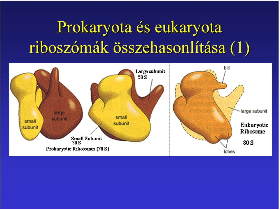 riboszómák