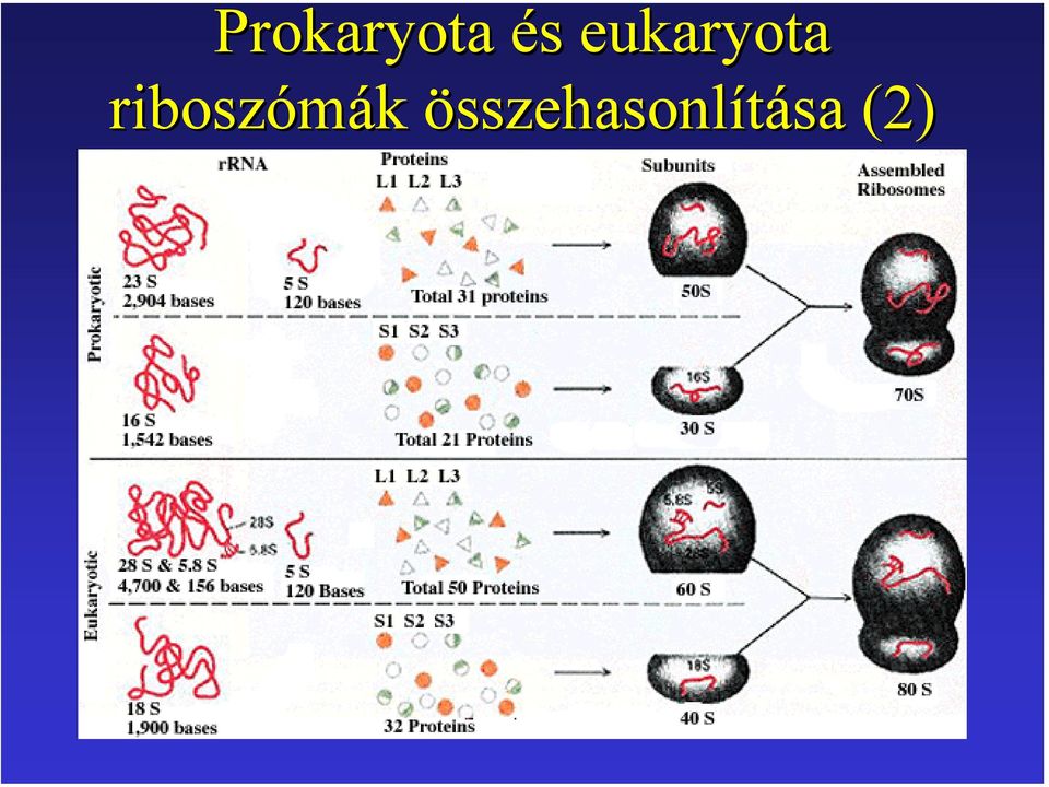 riboszómák